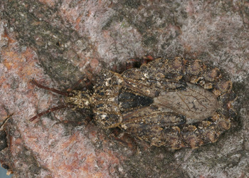 Große Rindenwanze  (Aradus conspicuus) - © Wolfgang Rabitsch